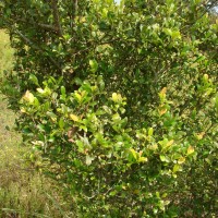 Diospyros ferrea (Willd.) Bakh.